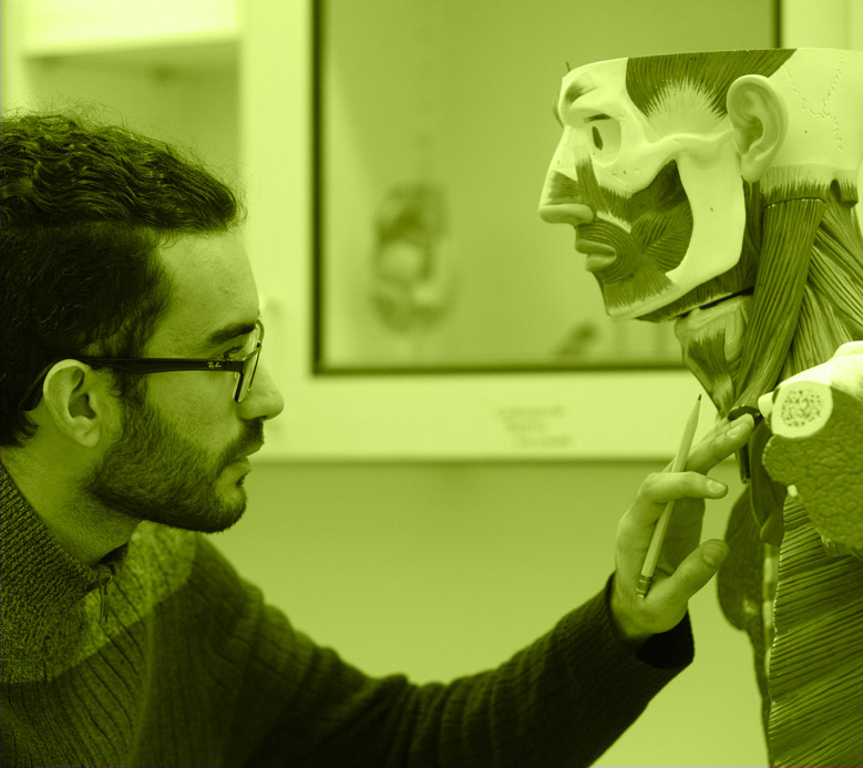 Young man studying anatomical assembly model.